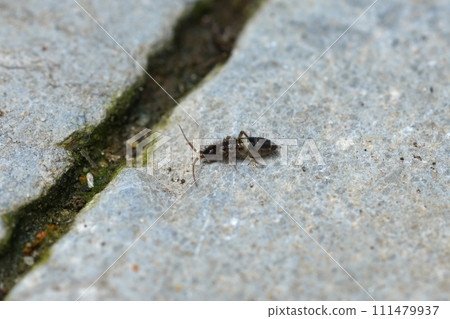 Closeup on a small springtail , Orchesella cincta sitting on a stone Closeup on a small springtail , Orchesella cincta sitting on a stone 111479937