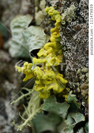 Vertical closeup on a yellow lichen, Vulpicida pinastri Vertical closeup on a yellow lichen, Vulpicida pinastri 111479939
