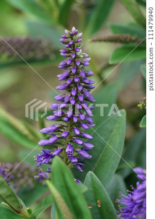 Vertical closeup on an emerging colorful bright blue blossoming evergreen Hebe pinguifolia flower in the garden 111479940