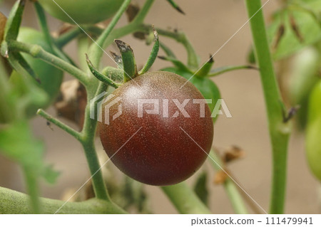 Closeup on a growing red tomato, Solanum lycopersicum in the glasshouse Closeup on a growing red tomato, Solanum lycopersicum in the glasshouse 111479941
