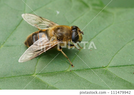 Closeup on a Common drone fly, Eristalis tenax in the garden sitting on a green nettle leaf Closeup on a Common drone fly, Eristalis tenax in the garden sitting on a green nettle leaf 111479942