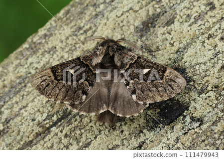 Closeup on the she-oak moth, Pernattia pusilla sitting on wood with spread wings Closeup on the she-oak moth, Pernattia pusilla sitting on wood with spread wings 111479943
