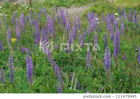 Colorful landscape view on an aggregation of blue flowering large-leaved lupines, Lupinus polyphyllus 111479945