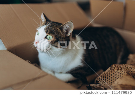 European cat in a delivery paper box. The concept of buying a new home or relocation. Pet sitting in a cardboard box. Looking cat in removal box European cat in a delivery paper box. The concept of buying a new home or relocation. Pet sitting in a cardboard box. Looking cat in removal box 111479980
