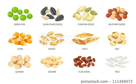 Cartoon plant seeds with labels. Food packaging icons for green pea, sunflower, pumpkin, mustard, corn, wheat, oats, soy, quinoa, sesame, flax and rice seeds vector illustrations set 111480072