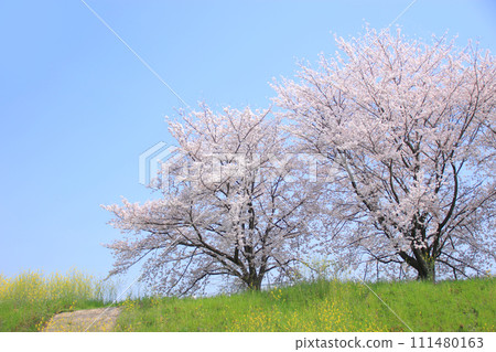 Cherry Blossoms 8 Cherry blossoms in full bloom that shine against the blue sky Cherry Blossoms 8 Cherry blossoms in full bloom that shine against the blue sky 111480163