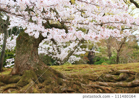 Cherry Blossoms 9 Nara Park Cherry Blossoms in Full Bloom Cherry Blossoms 9 Nara Park Cherry Blossoms in Full Bloom 111480164