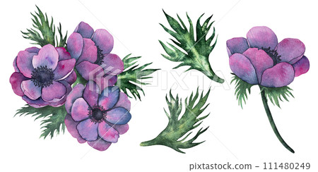anemone flowers, leaves and bouquet in Bright purple colors. Hand drawn Watercolor floral illustration isolated on white. Botanical art for wedding anniversary, birthday, invitations 111480249