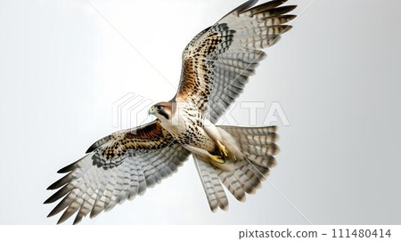 Majestic bird of prey soaring freely in the sky. perfect for wildlife enthusiasts and nature backgrounds. high-quality image showcasing freedom. AI 111480414