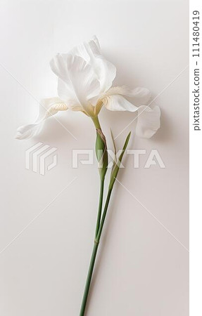 Elegant white iris flower isolated on minimalist background. perfect for greetings or invitations. simple, clean design. AI Elegant white iris flower isolated on minimalist background. perfect for greetings or invitations. simple, clean design. AI 111480419