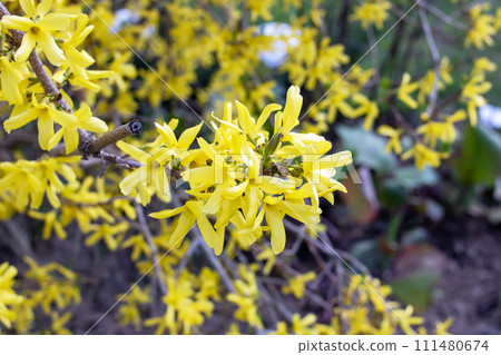 Little yellow flowers on background of road Little yellow flowers on background of road 111480674