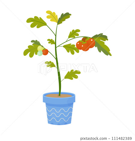 Small cherry tomato grown on the balcony in a pot, vector illustration on white background Small cherry tomato grown on the balcony in a pot, vector illustration on white background 111482389