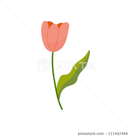Hand drawn simple pink tulip flower, spring summer plant on white isolated background 111482466