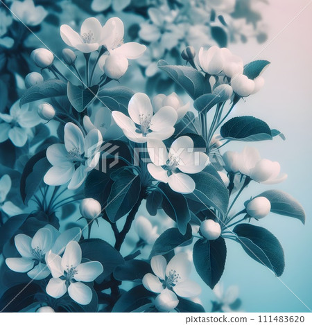 Spring Awakening of nature, fruit trees begin to bloom, blooming apple tree Spring Awakening of nature, fruit trees begin to bloom, blooming apple tree 111483620