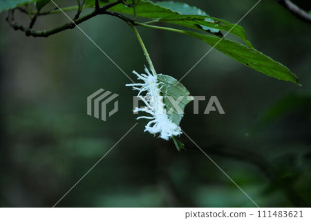燕尾幼蟲毛茸茸的白色外觀,模仿有毒的燕尾蝴蝶,非常獨特。 燕尾幼蟲毛茸茸的白色外觀,模仿有毒的燕尾蝴蝶,非常獨特。 111483621