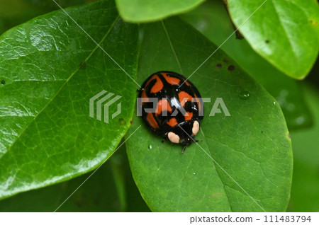 The pattern of a large turtle ladybug with distinctive red spots on its glossy black wings is beautiful. The pattern of a large turtle ladybug with distinctive red spots on its glossy black wings is beautiful. 111483794