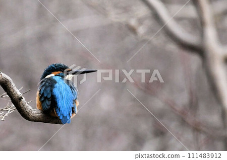 This adorable kingfisher has beautiful jade-colored wings that look like it's sitting on the tip of a twig. This adorable kingfisher has beautiful jade-colored wings that look like it's sitting on the tip of a twig. 111483912
