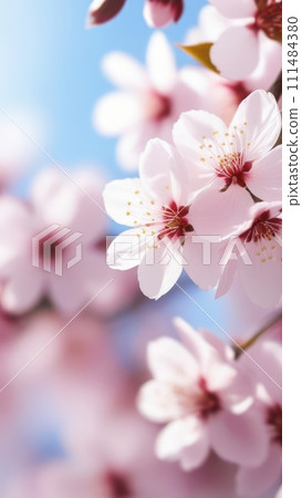 Cherry blossom flower blooming. Pink sakura flower background. Pink cherry blossom, isolated Sakura tree branch. For card, banner, invitation, social media post, poster, mobile apps, advertising. 111484380
