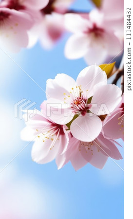 Cherry blossom flower blooming. Pink sakura flower background. Pink cherry blossom, isolated Sakura tree branch. For card, banner, invitation, social media post, poster, mobile apps, advertising. 111484432