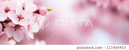 Cherry blossom flower blooming. Pink sakura flower background. Pink cherry blossom, isolated Sakura tree branch. For card, banner, invitation, social media post, poster, mobile apps, advertising. 111484453