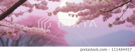 Cherry blossom flower blooming. Pink sakura flower background. Pink cherry blossom, isolated Sakura tree branch. For card, banner, invitation, social media post, poster, mobile apps, advertising. 111484457