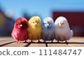 Colorful Chicks Row on Wooden Surface, row of dyed, fluffy chicks in vibrant colors, red,yellow, blue, white, standing on a wooden plank with a blurred background. 111484747
