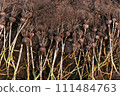 Freshly harvested garlic bunches on soil. Rows of freshly dug garlic bulbs with roots on dark soil. Importance of agriculture and organic farming, preparing produce for long-term storage 111484763