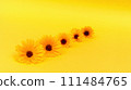 A row of yellow marigold flowers on a bright yellow background. Calendula in herbal traditional remedies or holistic health practices. Beauty, purity, and gentleness in cosmetics 111484765