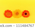 Sunny hues floral trio, Vibrant three calendula flowers in orange and yellow on vivid yellow background at bright summer day, vitality, and natural beauty of blooming flowers 111484767