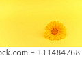 Vibrant, single yellow calendula flower on yellow background. Calendula in herbal traditional remedies or holistic health practices, happiness and positivity, optimistic outlook 111484768