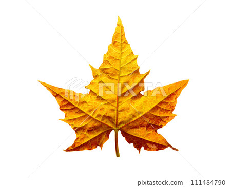 Yellow maple leaf on white background 111484790