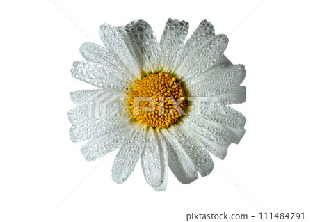 White chamomile flower on a white background with dew drops 111484791