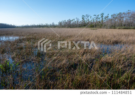 Natural wetlands of Grassy Waters Preserve in West Palm Beach, Florida. Natural wetlands of Grassy Waters Preserve in West Palm Beach, Florida. 111484851