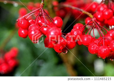 Manryo 樹與雨滴和紅色的果實 Manryo 樹與雨滴和紅色的果實 111485215