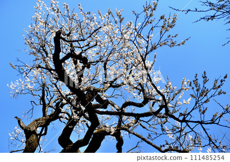 Inokashira Park red and white plum blossom buds 111485254