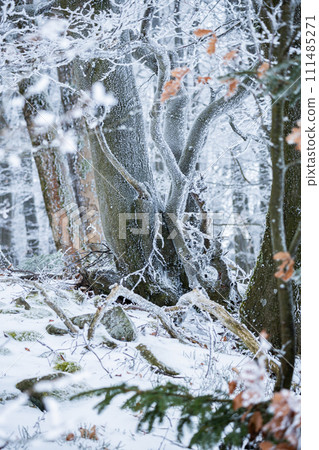 Frozen winter forest within blizzard Frozen winter forest within blizzard 111485271