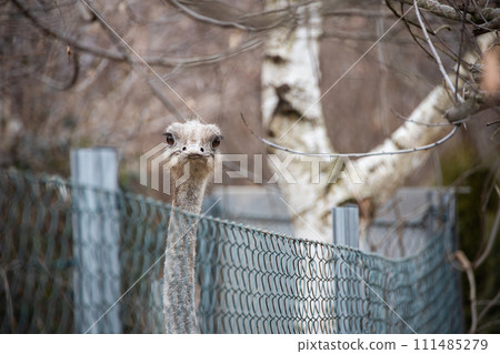 The emu - Dromaius novaehollandiae bird looking over the fence 111485279