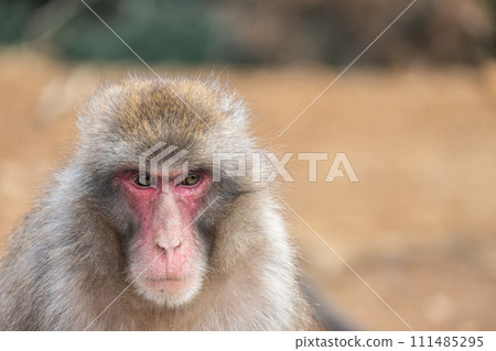 Japanese macaque Arashiyama Monkey Park Iwatayama 111485295