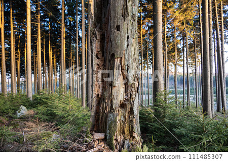 Old tree attacked by a bark beetle with forest lit with evening light on background Old tree attacked by a bark beetle with forest lit with evening light on background 111485307