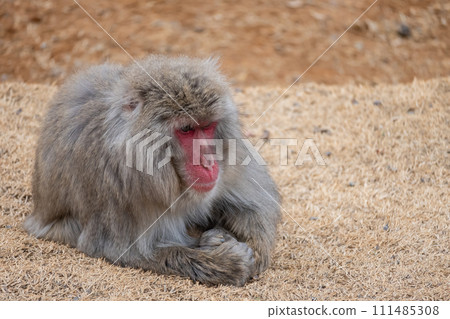 Japanese macaque Arashiyama Monkey Park Iwatayama Japanese macaque Arashiyama Monkey Park Iwatayama 111485308