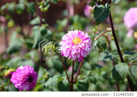 Dahlia flower 111485583