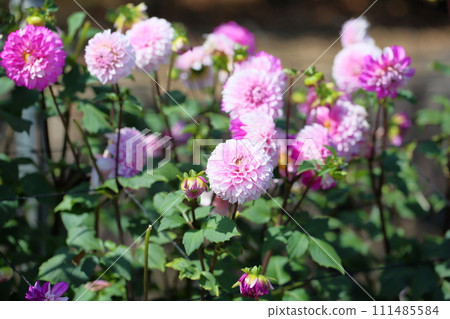 Dahlia flower 111485584