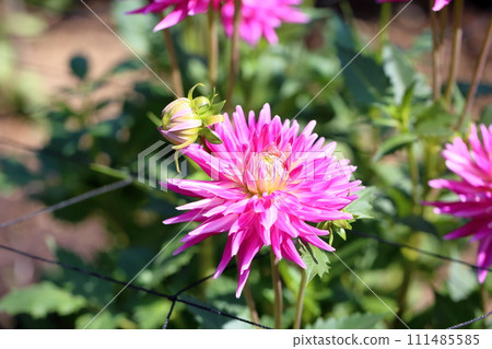 Dahlia flower 111485585