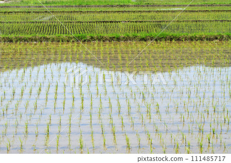 Rice paddy after rice planting Rice paddy after rice planting 111485717