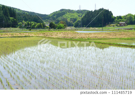Rice paddy after rice planting 111485719
