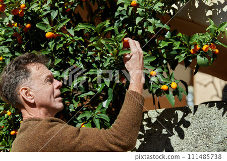 Mature man harvesting kumquat on a sunny day. Citrus harvest in winter in the Balkans. Mature man harvesting kumquat on a sunny day. Citrus harvest in winter in the Balkans. 111485738