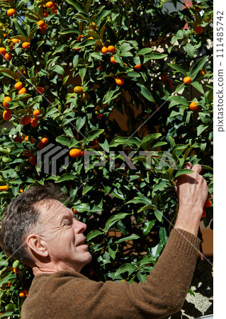 Mature man harvesting kumquat on a sunny day. Citrus harvest in winter in the Balkans. 111485742