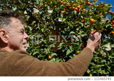 Mature man harvesting kumquat on a sunny day. Citrus harvest in winter in the Balkans. Mature man harvesting kumquat on a sunny day. Citrus harvest in winter in the Balkans. 111485745
