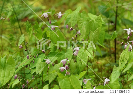 Plum blossoms, plum blossoms, undergrowth in the forest, small white flowers, wildflowers Plum blossoms, plum blossoms, undergrowth in the forest, small white flowers, wildflowers 111486455