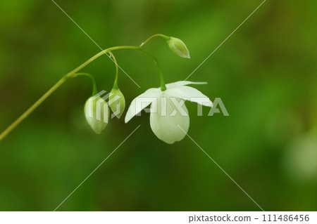 Plum blossoms, plum blossoms, undergrowth in the forest, small white flowers, wildflowers Plum blossoms, plum blossoms, undergrowth in the forest, small white flowers, wildflowers 111486456